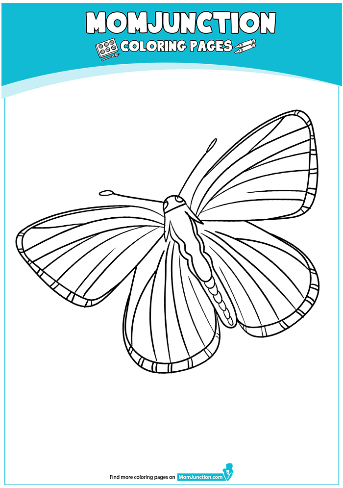 Lycaenidae-Butterflies-17