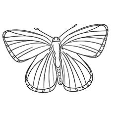 Lycaenidae-Butterflies-17