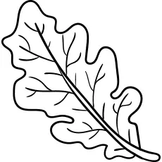 Oak Fall leaf coloring page