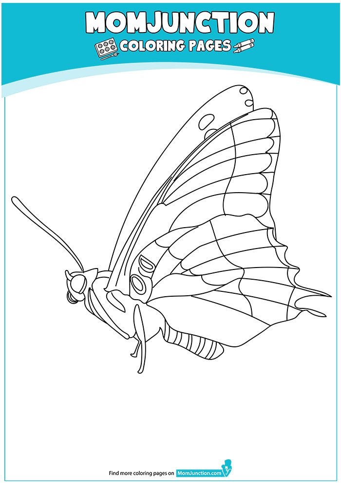 Papilionoidea-Butterfly-17