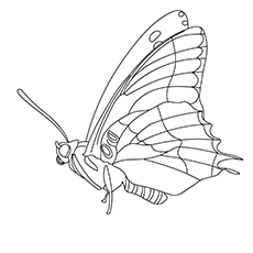 Papilionoidea Butterfly Printable Coloring Image for Kids