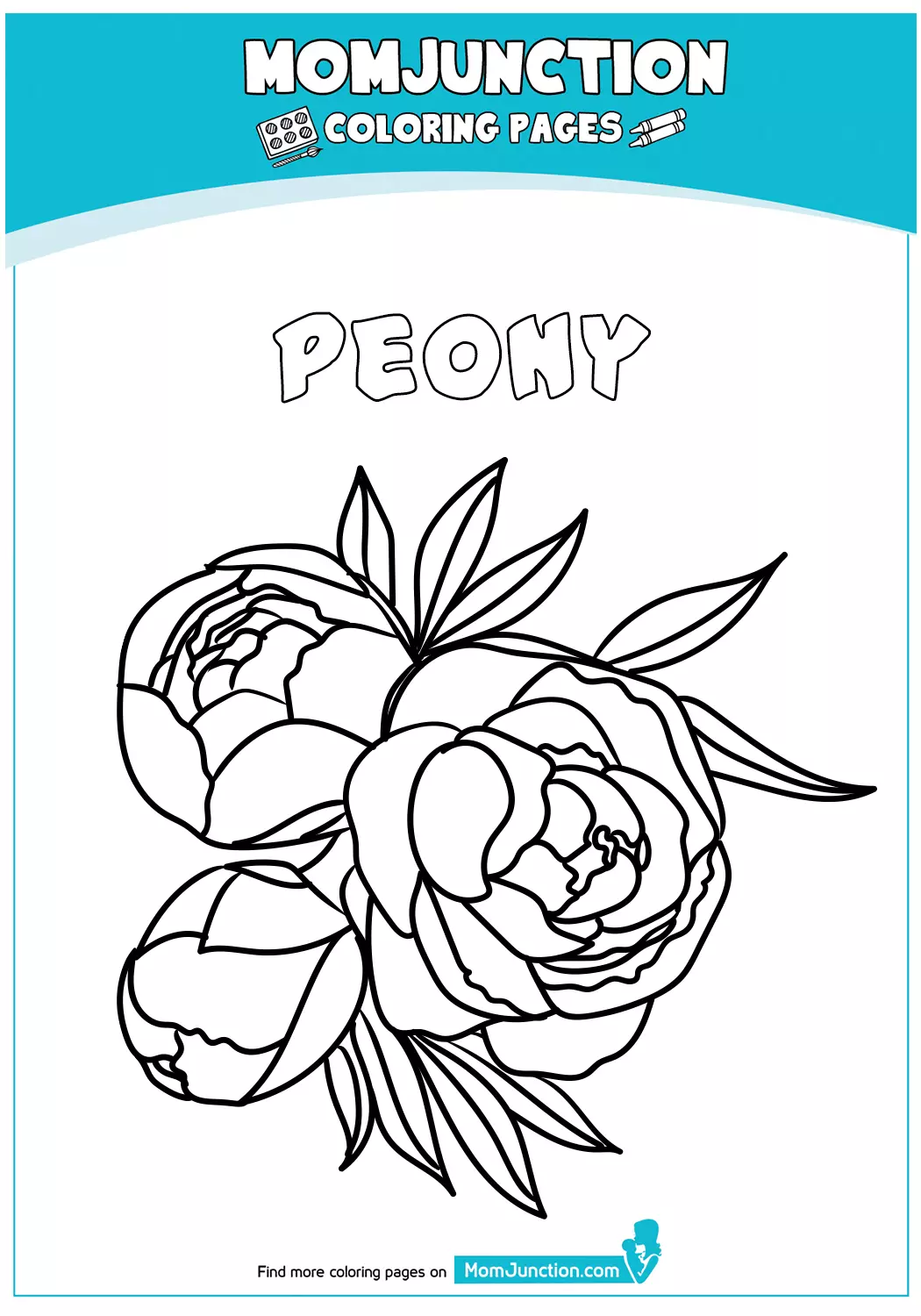 Peony-Flower-18