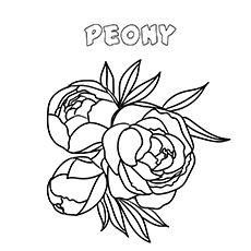 Peony flower coloring page