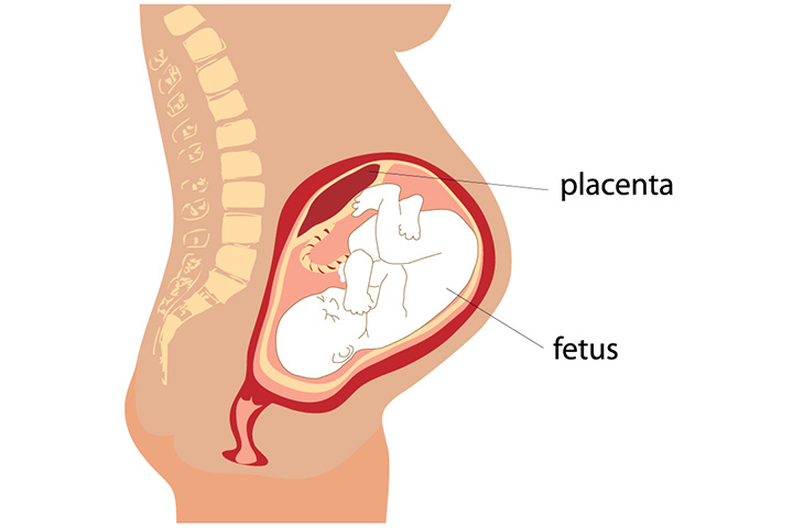 Placental Size Chart