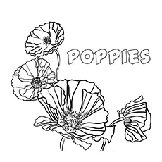 Poppy flowers coloring page_image