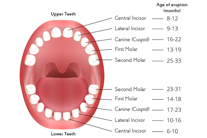 Baby Teeth – Order Of Appearance