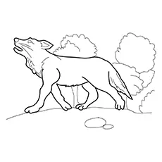 Gray wolf coloring page