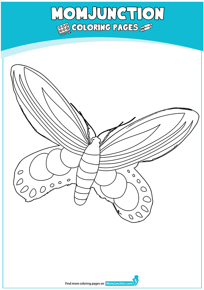 Queen-Alexandras-Birdwing-Butterfly-17