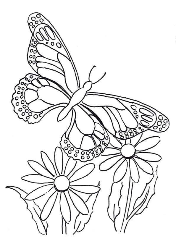 Queen-Butterfly1