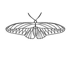 Rajah Brookes Birdwing Butterfly Picture to Color for Kids