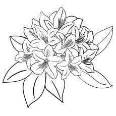 Rhododendron flowers coloring page_image