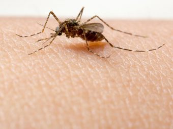 Dengue Fever in Babies And Toddlers: Symptoms,  Treatment And Prevention
