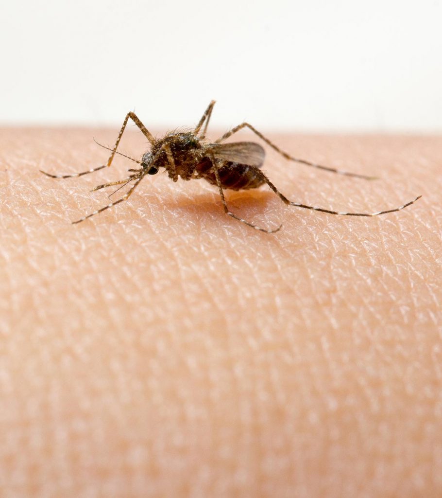 13 Signs And Symptoms of Dengue Fever in Babies And Toddlers