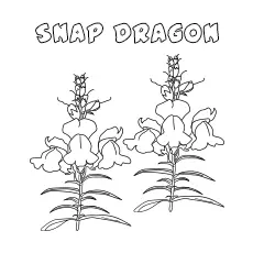 Snapdragon flowers coloring page_image
