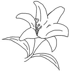 Lily flower coloring page