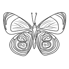Species 88 Butterfly coloring page