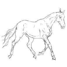 realistic horse coloring pages printable