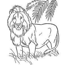 The American lion coloring page