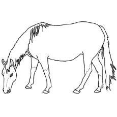 gypsy vanner coloring pages