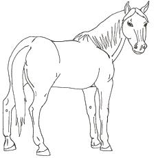 arabian horse head coloring page