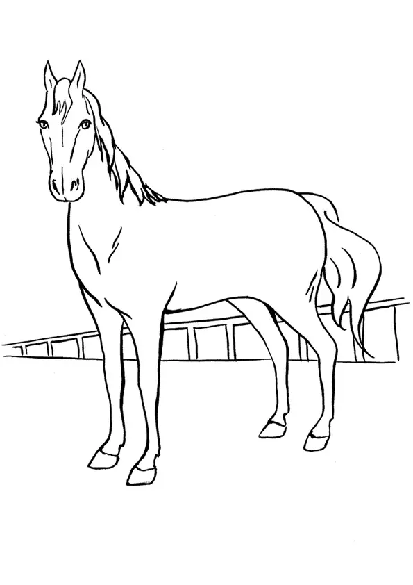 The-Belgian-Horse