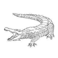 The broad snouted caiman crocodile coloring page