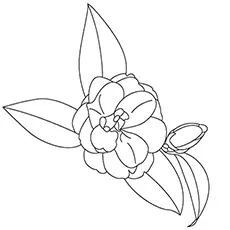 Camellia flower coloring page_image