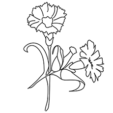 Carnation flower coloring page