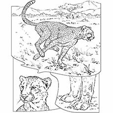 The Cheetah Collage coloring page