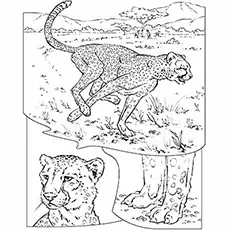 The Cheetah Collage coloring page