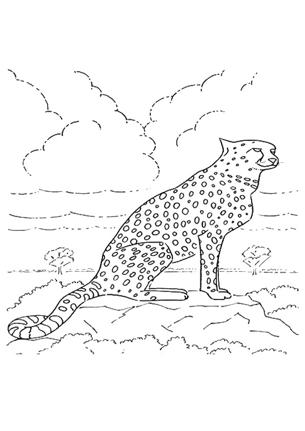 The-Cheetah-In-His-Habitat