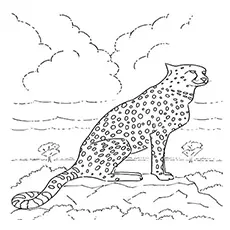 The Cheetah In His Habitat coloring page