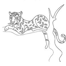 Cheetah siting on the treee coloring page