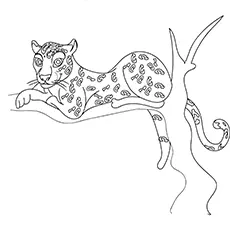 Cheetah siting on the treee coloring page