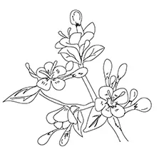 Cherry Blossom flowers coloring page_image