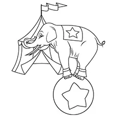 Circus elephant standing on ball coloring page