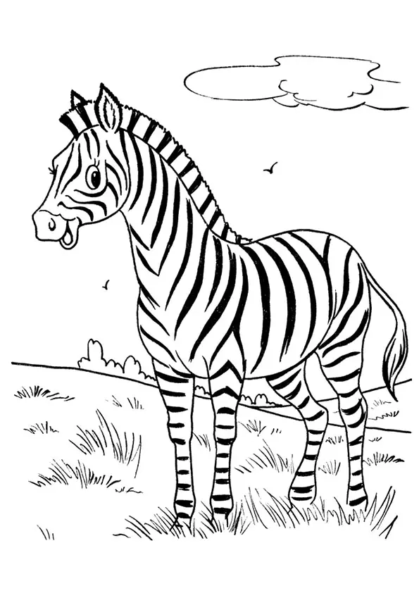 The-Cute-Zebra