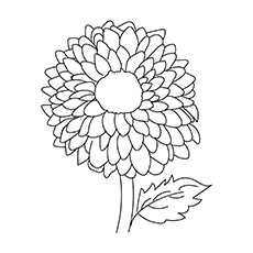 Dahlia flower coloring page