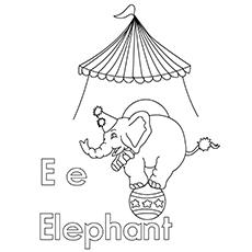 The-E-For-Elephant1-16