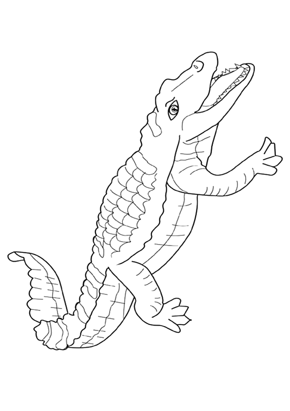 The-Freshwater-Crocodile