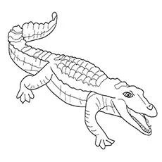 A freshwater crocodile coloring page