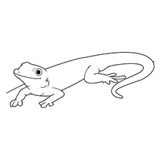 The gecko lizard coloring page
