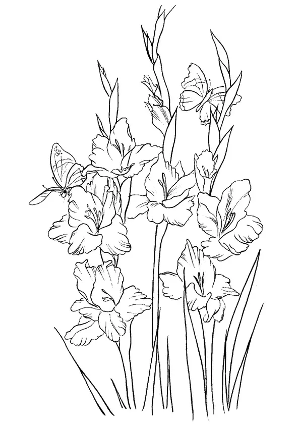 The-Gladiolus