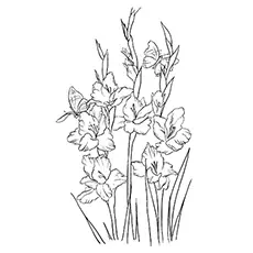 Gladiolus flower coloring page_image