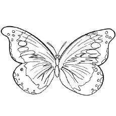 64 Coloring Pages To Print Butterfly Pictures