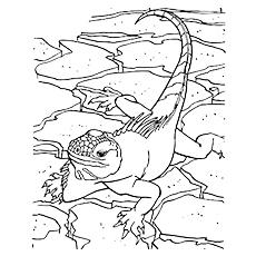 Top 10 Free Printable Lizard Coloring Pages Online