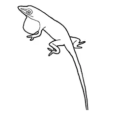 The Iguana lizard coloring page