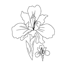 Iris flower coloring page