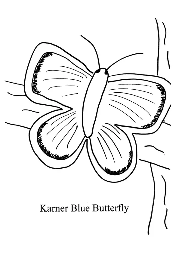 The-Karner-Blue-Butterfly