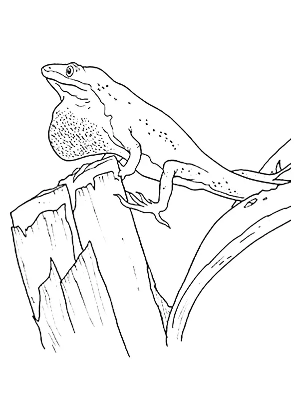 The-Lizard-With-Hanging-Skin